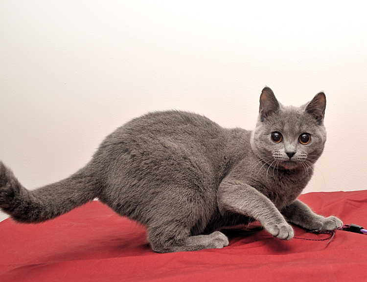 Chartreux cats for store adoption